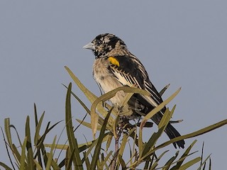  - White-winged Widowbird