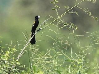  - White-winged Widowbird