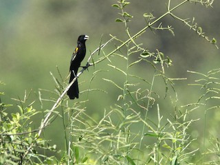 นกเพศผู้ชุดขนฤดูผสมพันธุ์ - H. Resit Akçakaya - ML216501891
