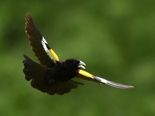 นกเพศผู้ชุดขนฤดูผสมพันธุ์ - Maryse Neukomm - ML216501901
