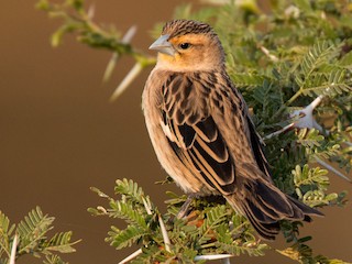  - White-winged Widowbird