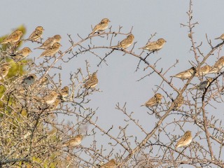  - White-winged Widowbird
