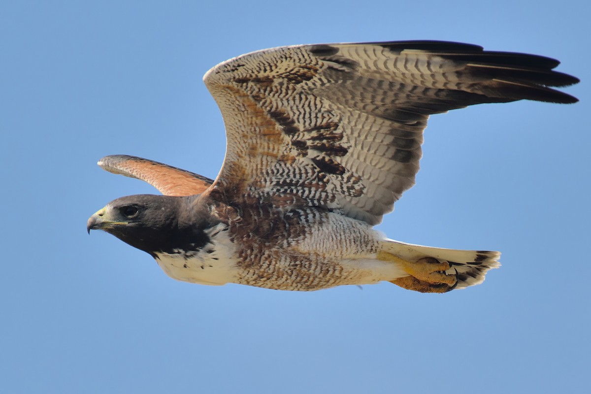 White-tailed Hawk - Michiel Oversteegen