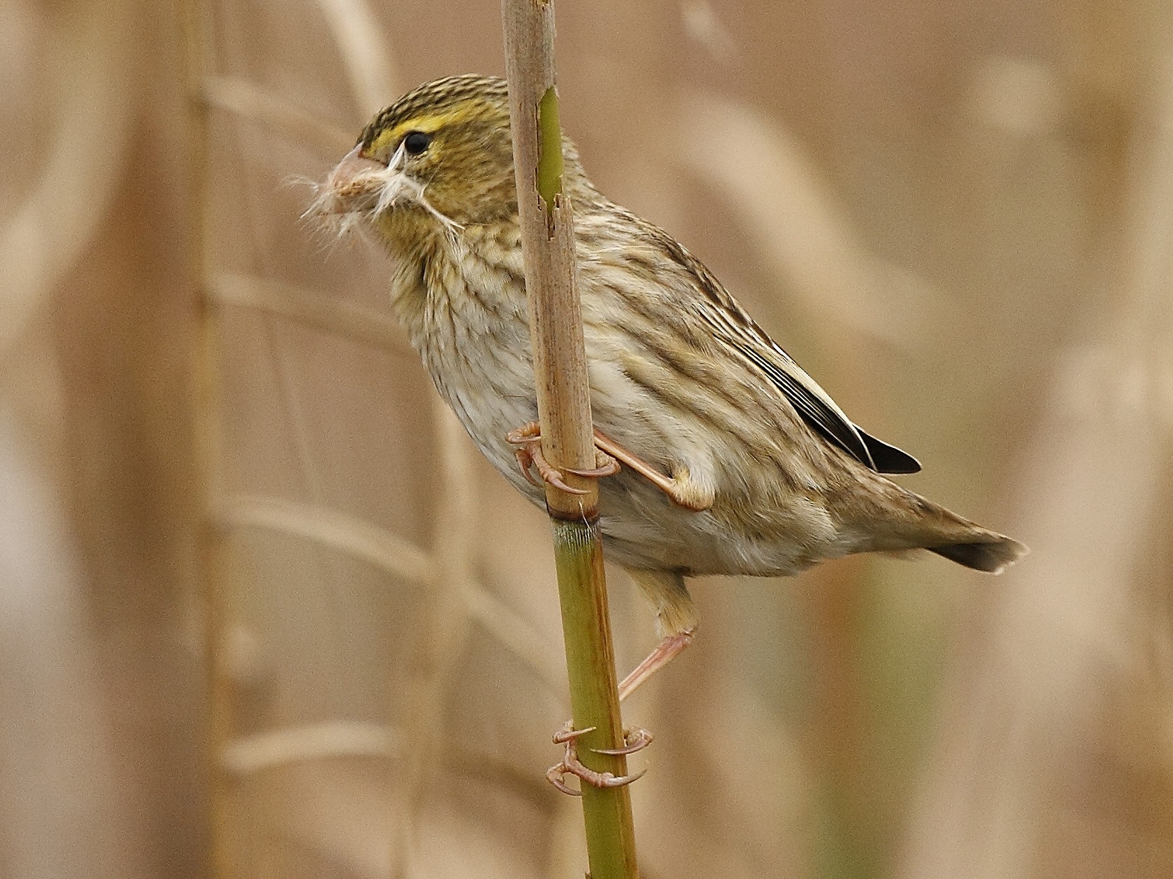 Southern Red Bishop - Loutjie Steenberg