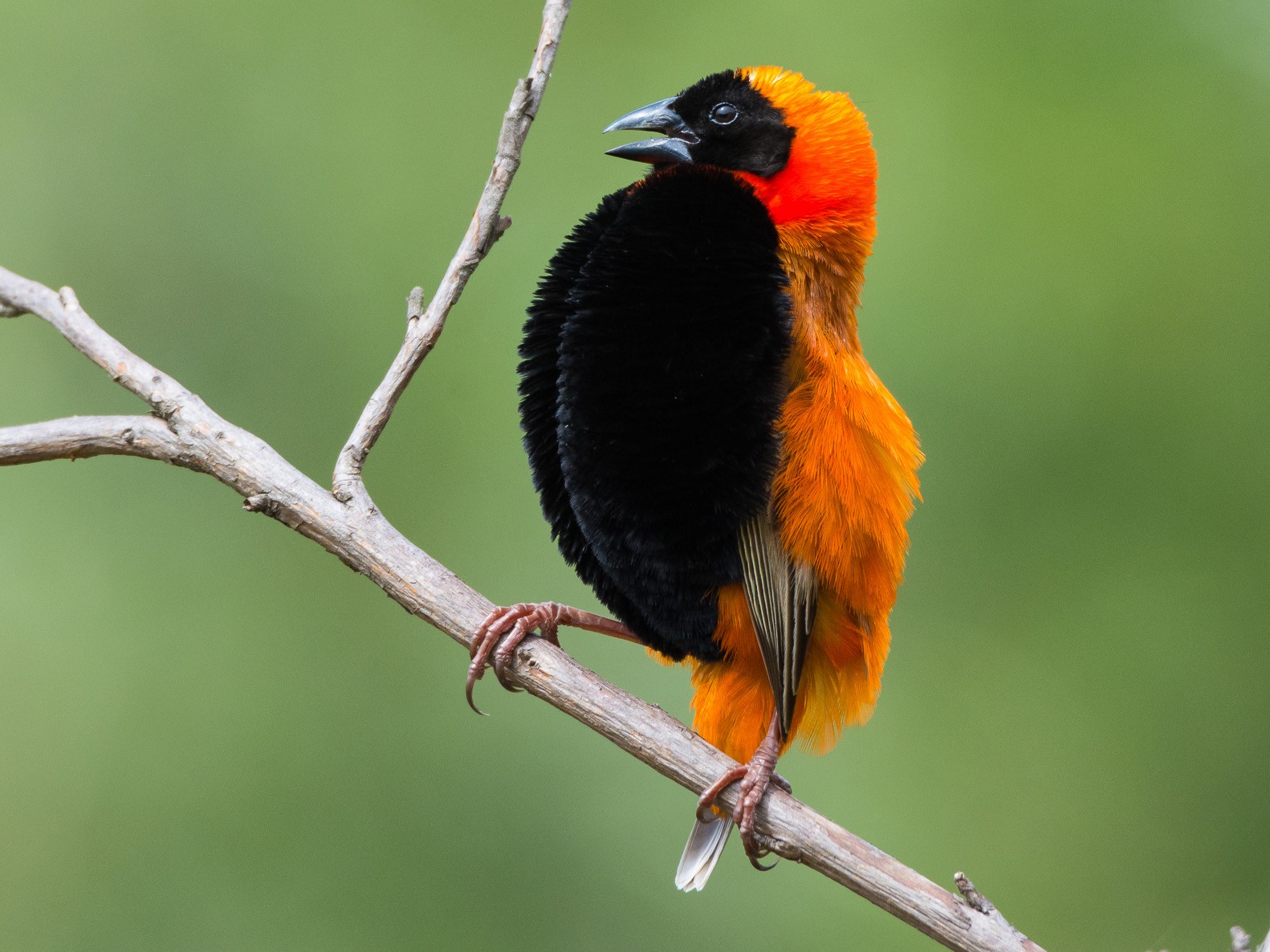 Southern Red Bishop - Ruben Gaasenbeek