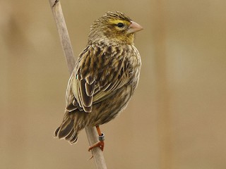 雌鳥/非繁殖期雄鳥 - Loutjie Steenberg - ML216504291