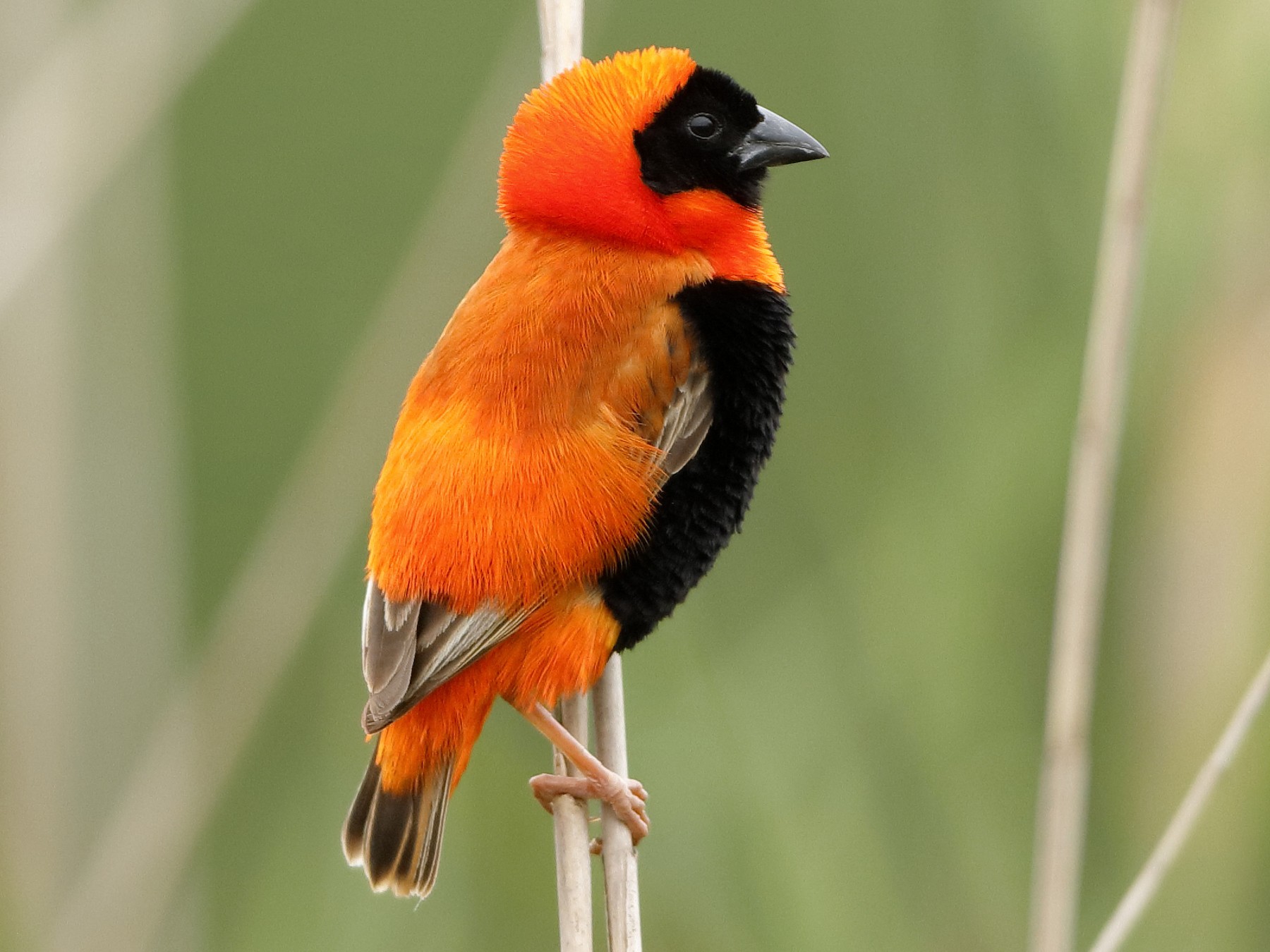 Southern Red Bishop - Holger Teichmann