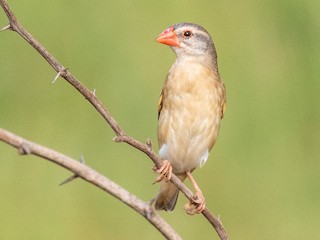 雌鳥/非繁殖期雄鳥 - Luis Rodrigues - ML216505391