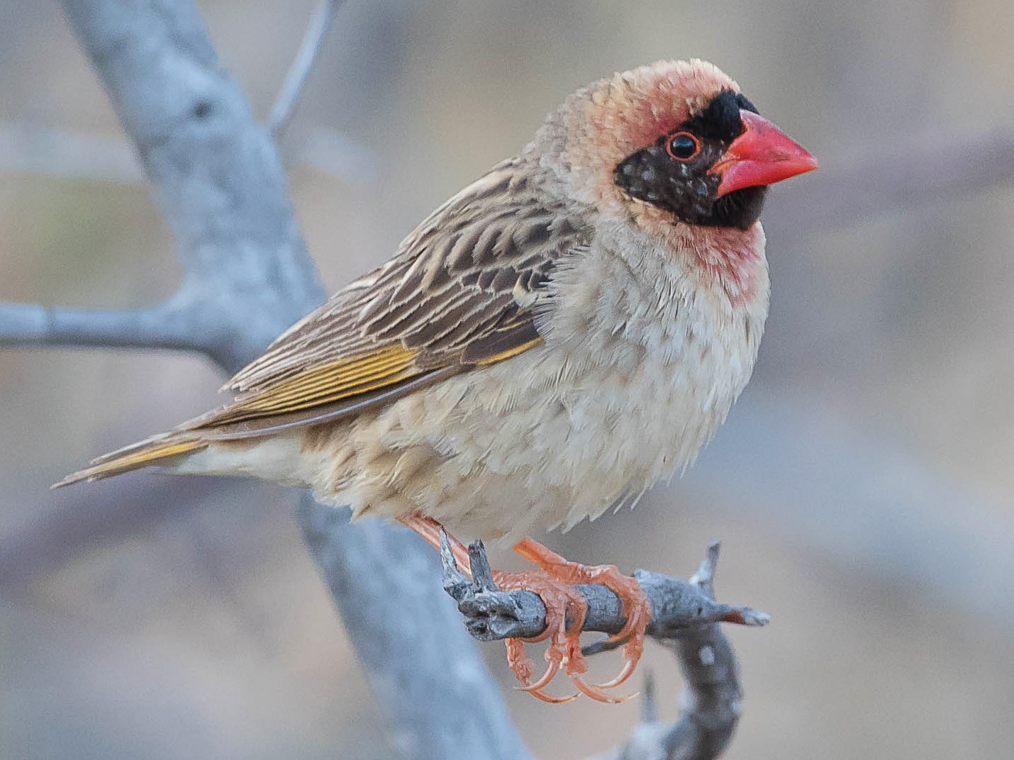 Red-billed Quelea - Rogério Rodrigues