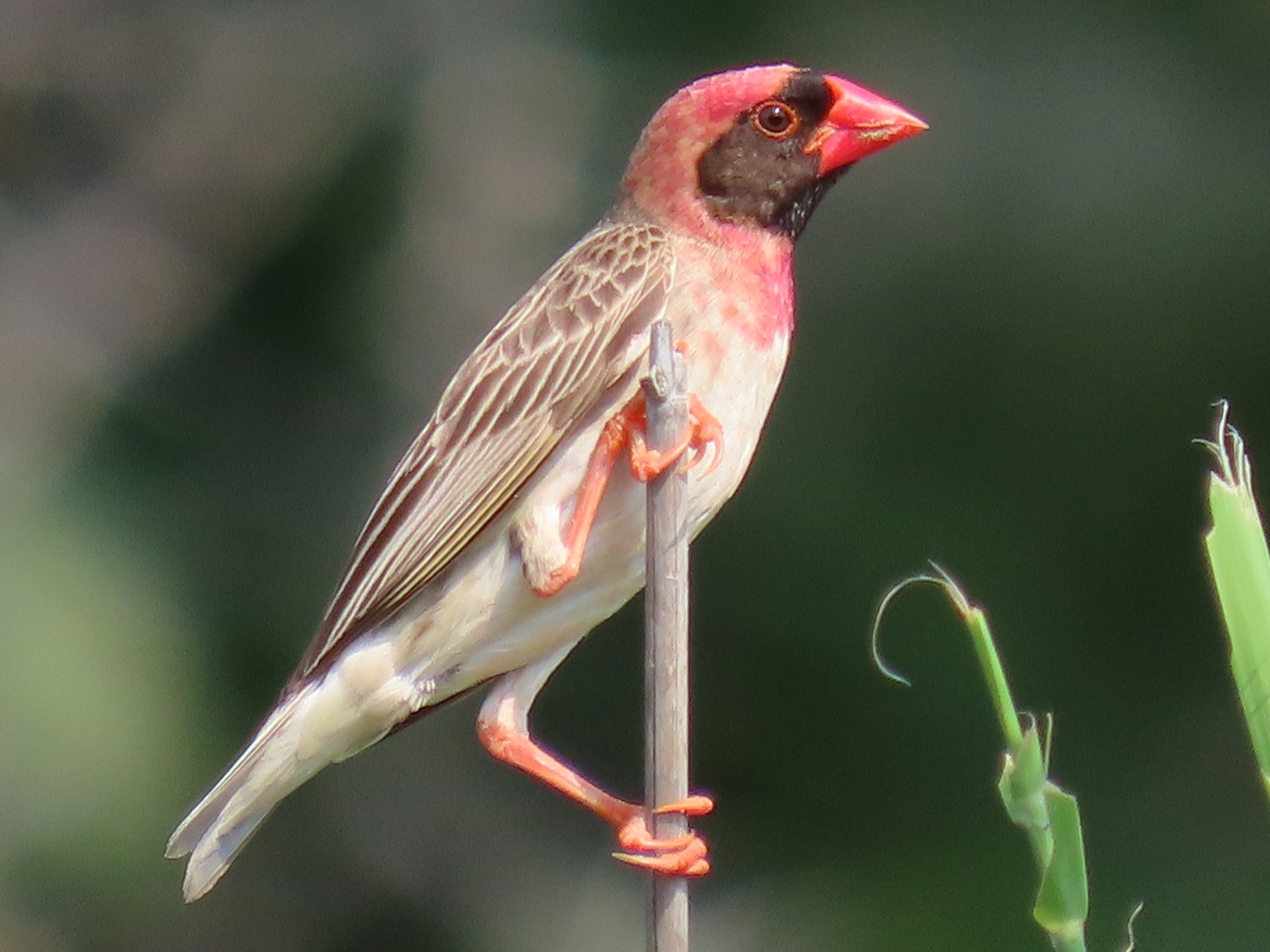 Red-billed Quelea - Joyce Brady