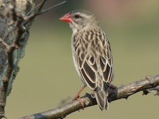 雌鳥/非繁殖期雄鳥 - William Stephens - ML216505431