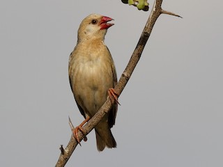 นกเพศผู้ชุดขนฤดูผสมพันธุ์ - Holger Teichmann - ML216505441