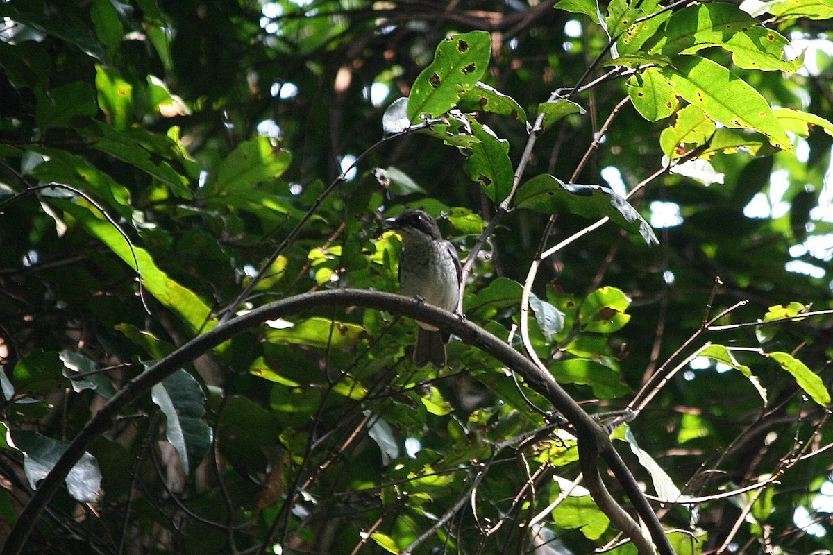 African Forest-Flycatcher (Eastern) - Tony King