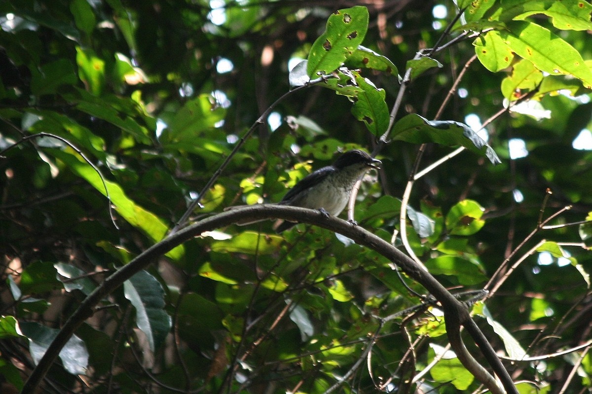 African Forest-Flycatcher (Eastern) - Tony King