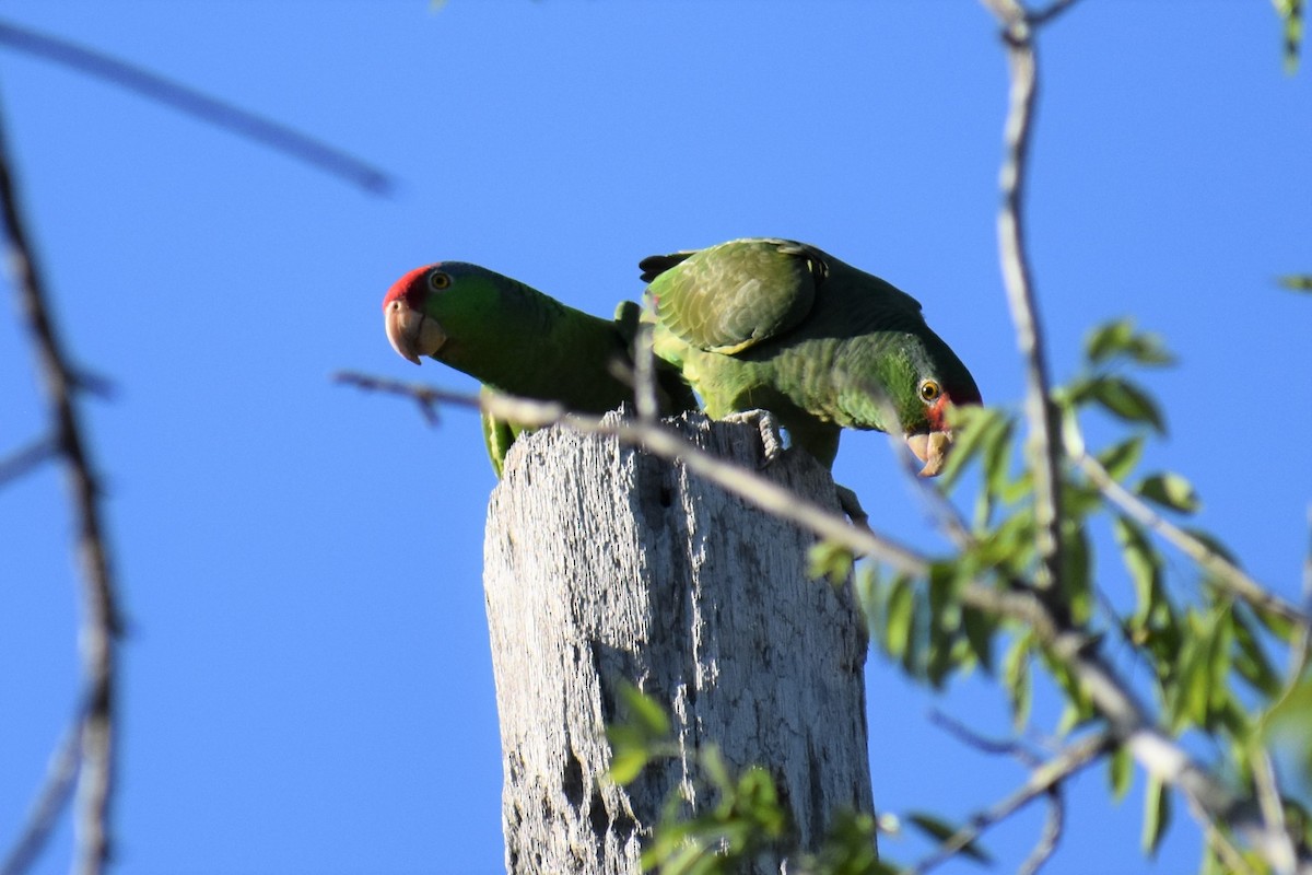 Red-crowned Parrot - ML216508141