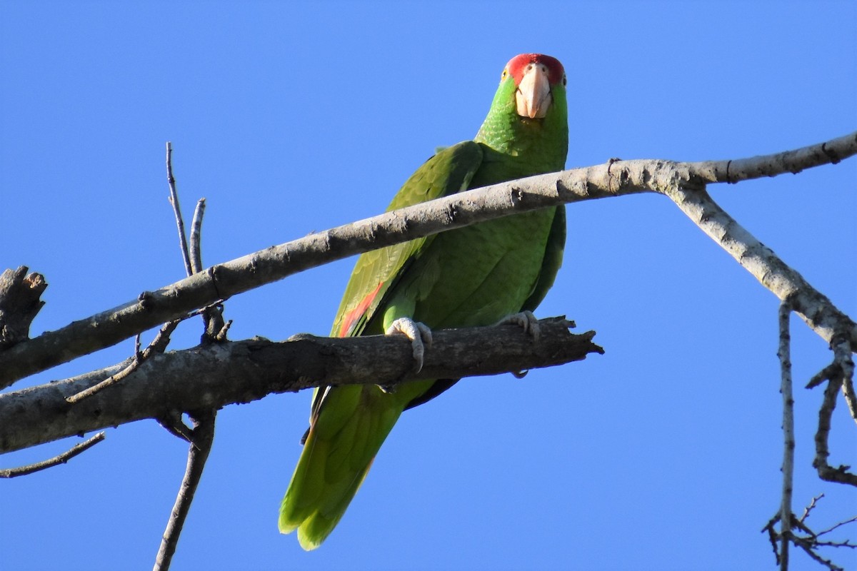 Red-crowned Parrot - ML216508151