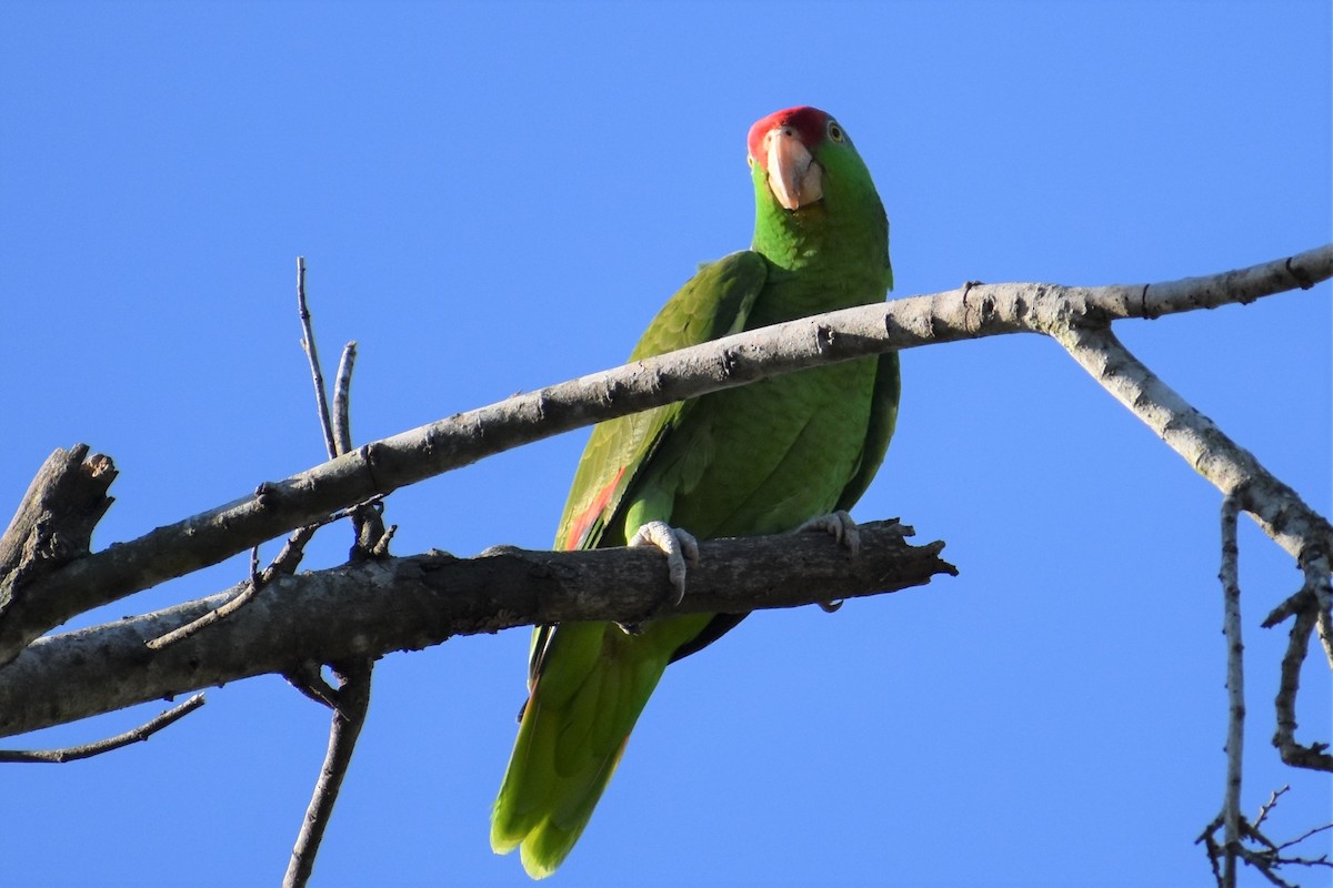 Red-crowned Parrot - ML216508161