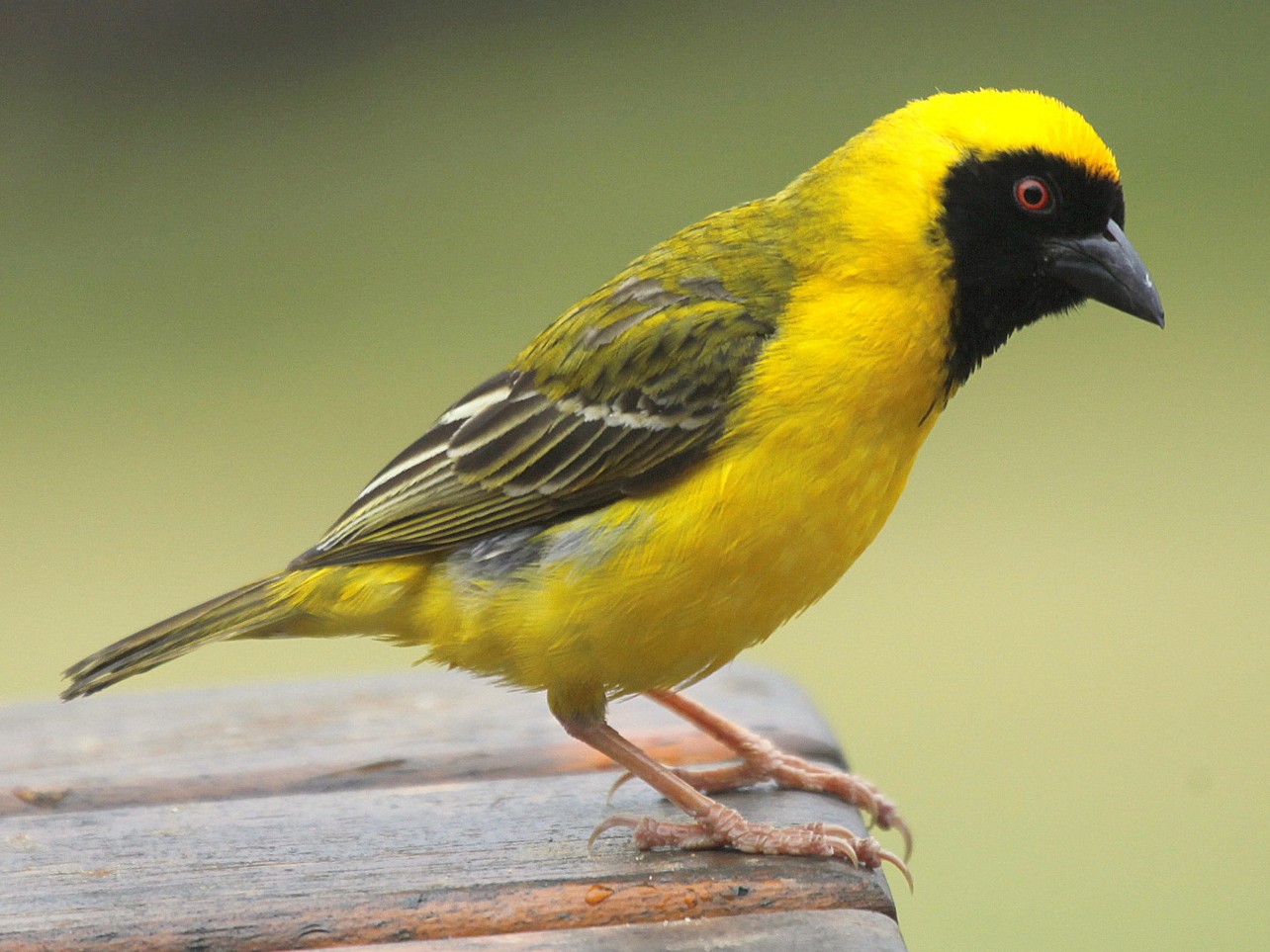 Southern Masked-Weaver - Carmelo López Abad