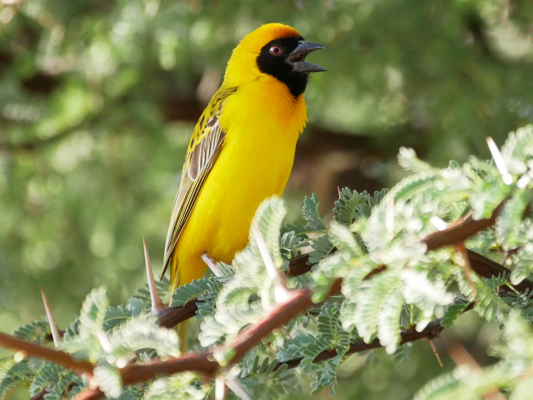 Masked-Weaver - eBird