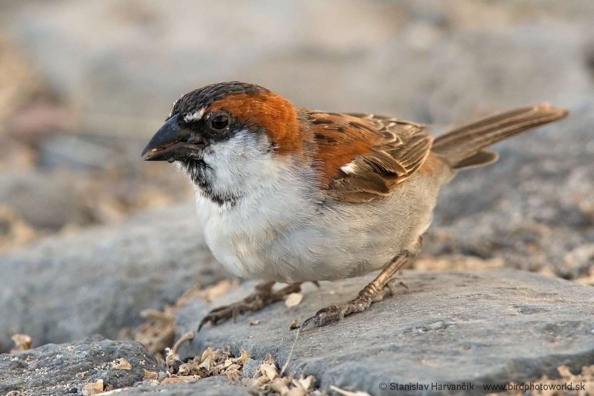 Cape Verde Sparrow - Stanislav Harvančík