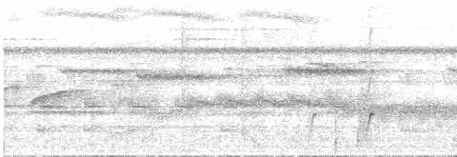 Augenstreif-Schnäppertyrann (duidae) - ML21651051