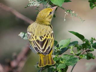 雌鳥/非繁殖期雄鳥 - Reinhard Vehring - ML216513341