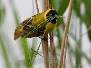 繁殖期雄鳥 - Matt Brady - ML216513371