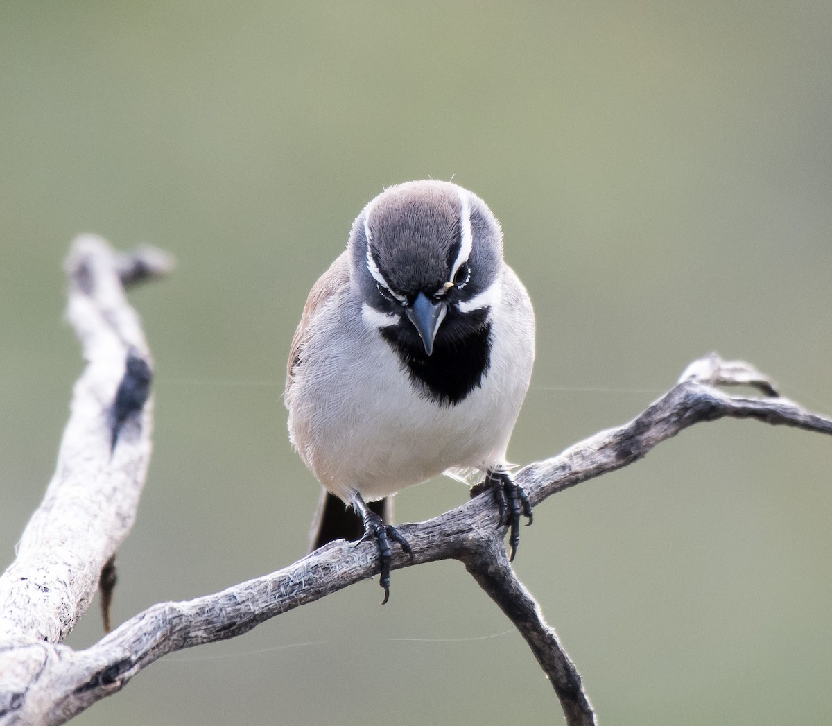 Black-throated Sparrow - ML216515771