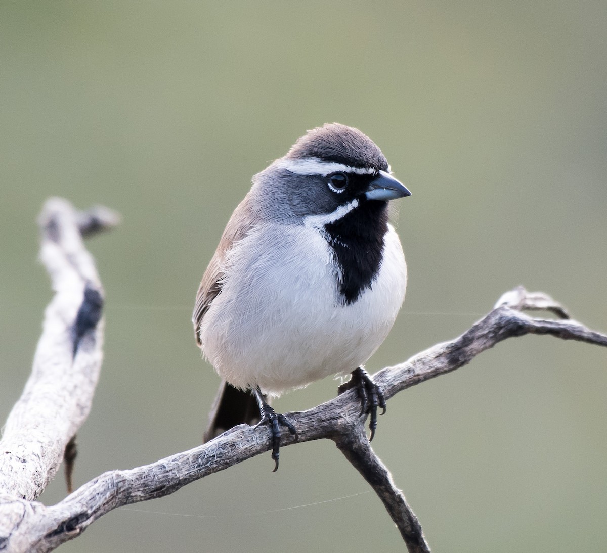 Black-throated Sparrow - ML216515781
