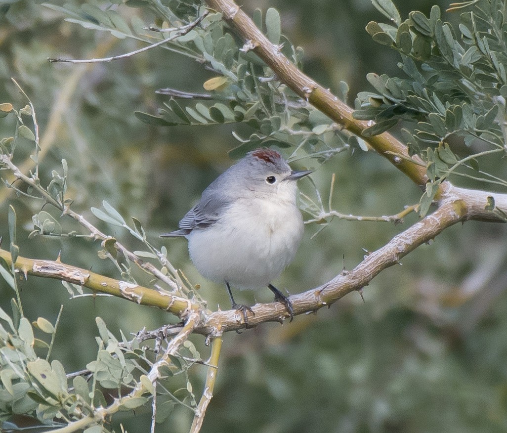 Lucy's Warbler - ML216515821