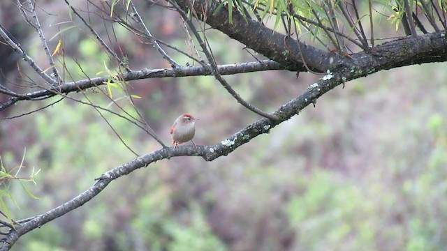 Line-cheeked Spinetail (Line-cheeked) - ML216516211