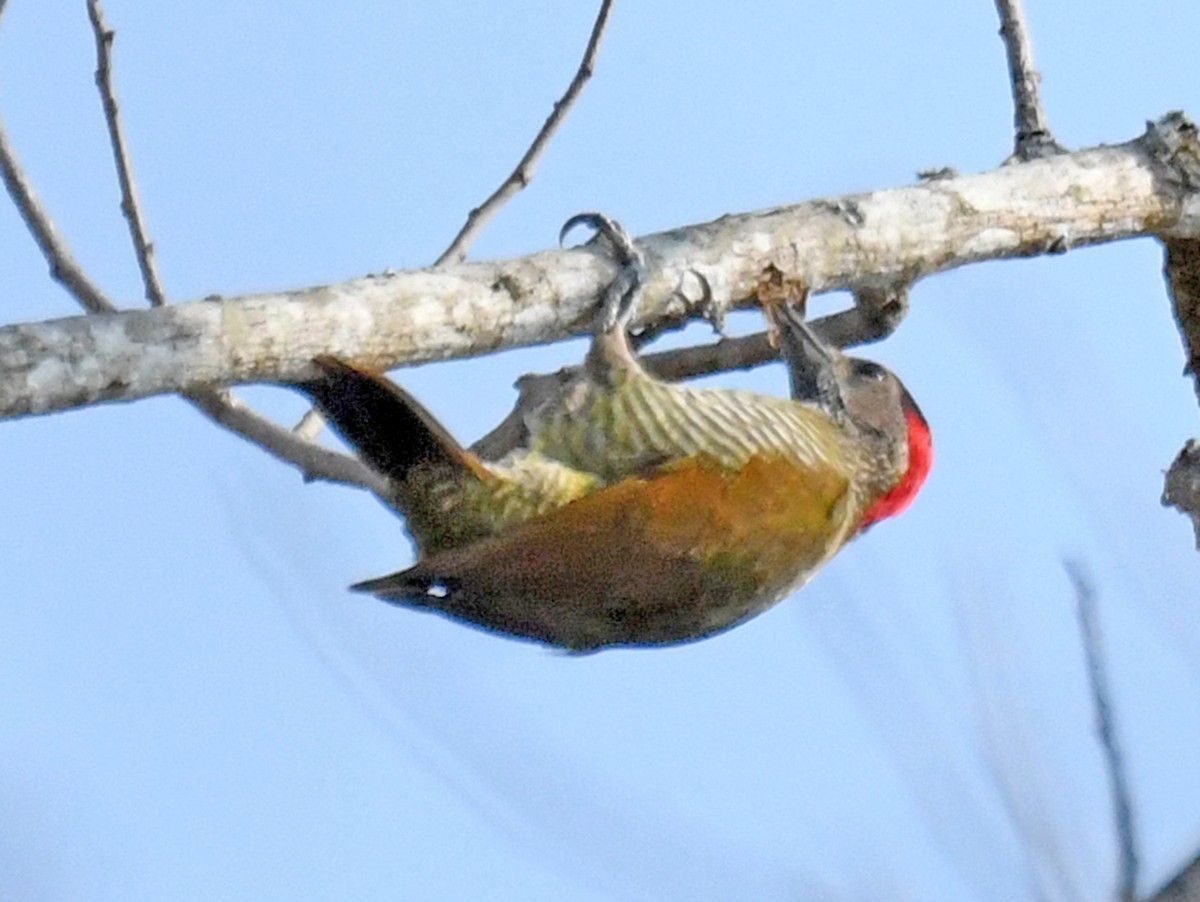 Golden-olive Woodpecker - Michael Hatton