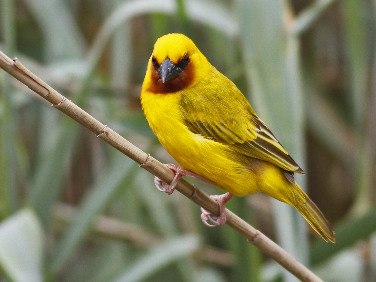 Southern Brown-throated Weaver - Carly Wainwright