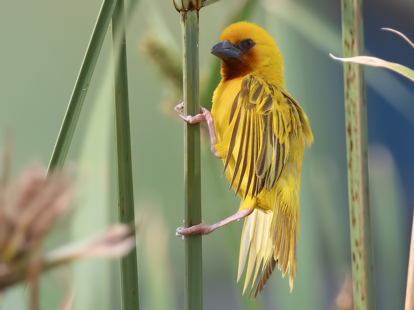 Southern Brown-throated Weaver - Marco Valentini