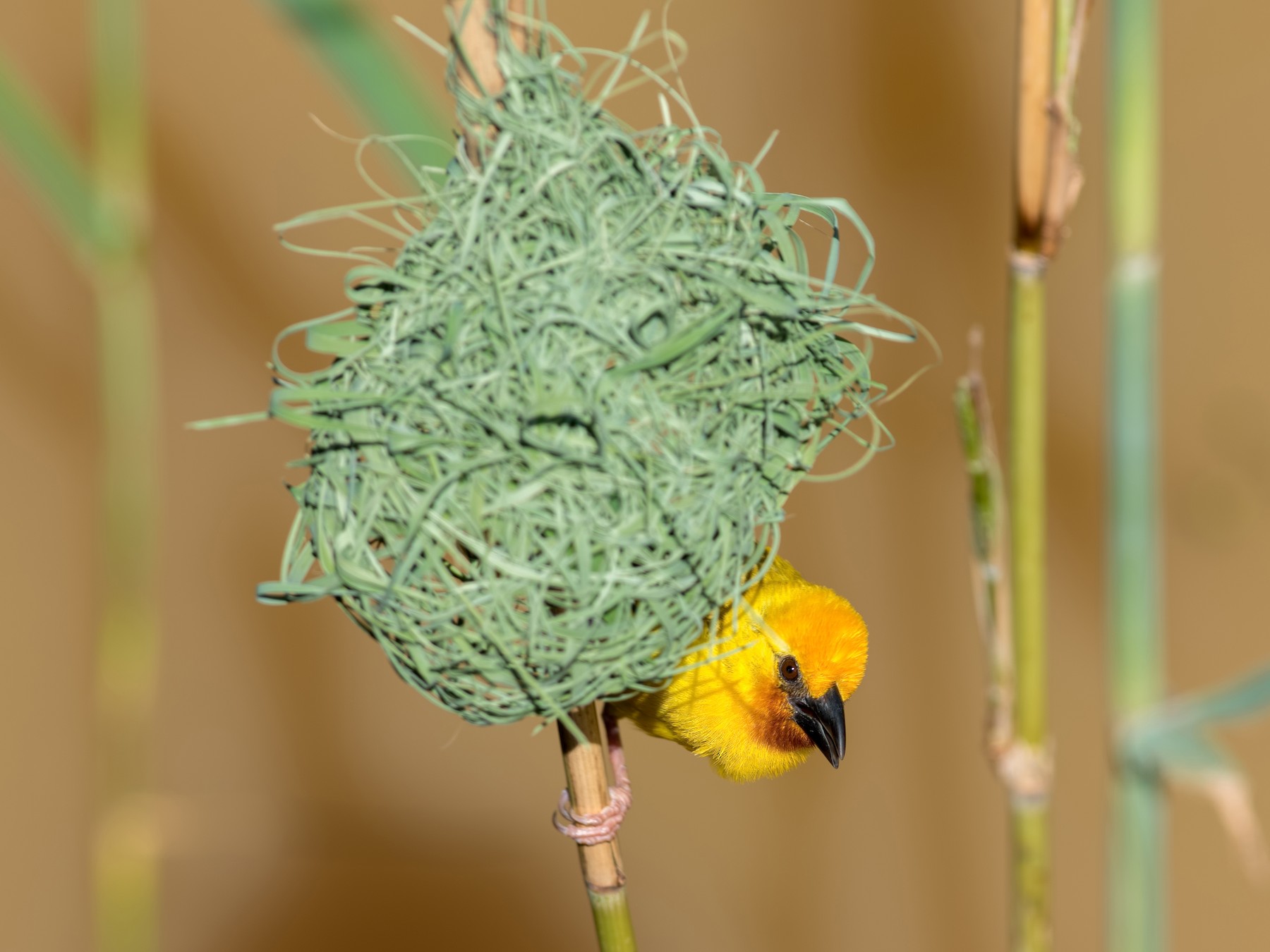 Southern Brown-throated Weaver - Shailesh Pinto