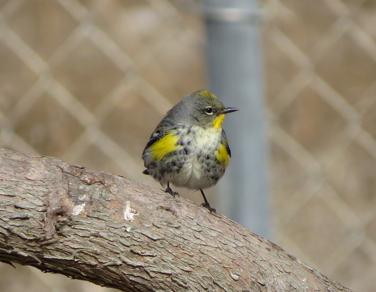 Yellow-rumped Warbler (Audubon's) - Tom Edell