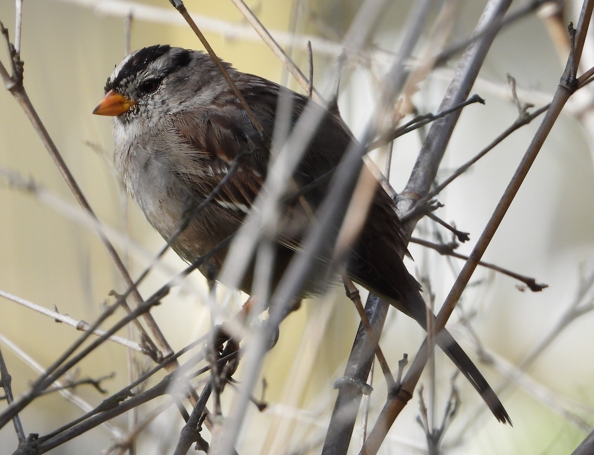 White-crowned Sparrow - ML216523101