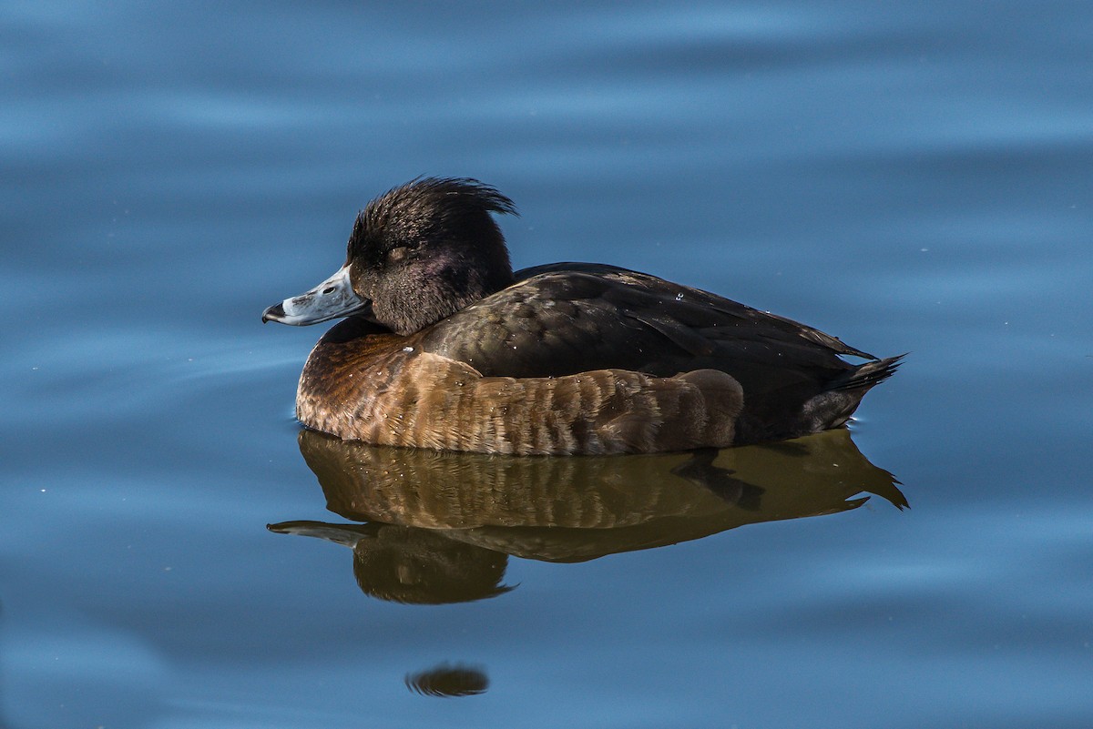 Tufted Duck - ML216523951