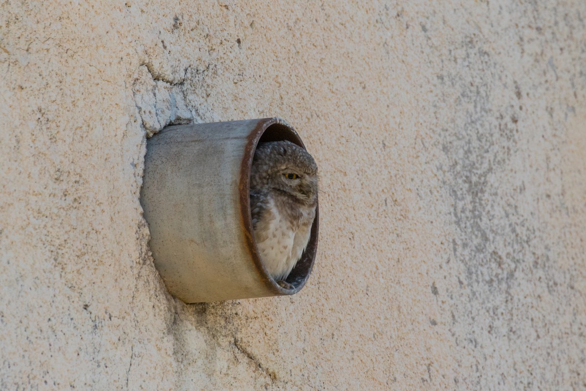 Spotted Owlet - Dorna Mojab