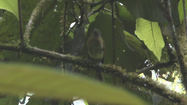 Fulvous-breasted Flatbill - ML216527371