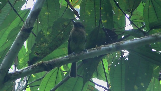 Fulvous-breasted Flatbill - ML216527381