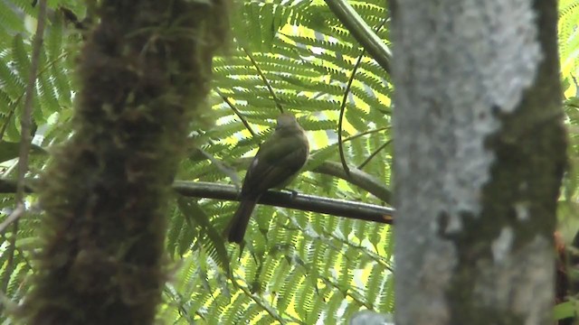 Fulvous-breasted Flatbill - ML216527421