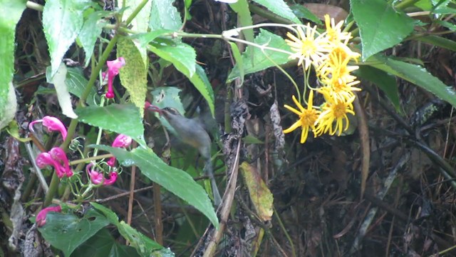 kolibřík šedobřichý - ML216527501