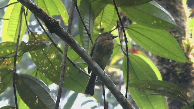 Fulvous-breasted Flatbill - ML216527631