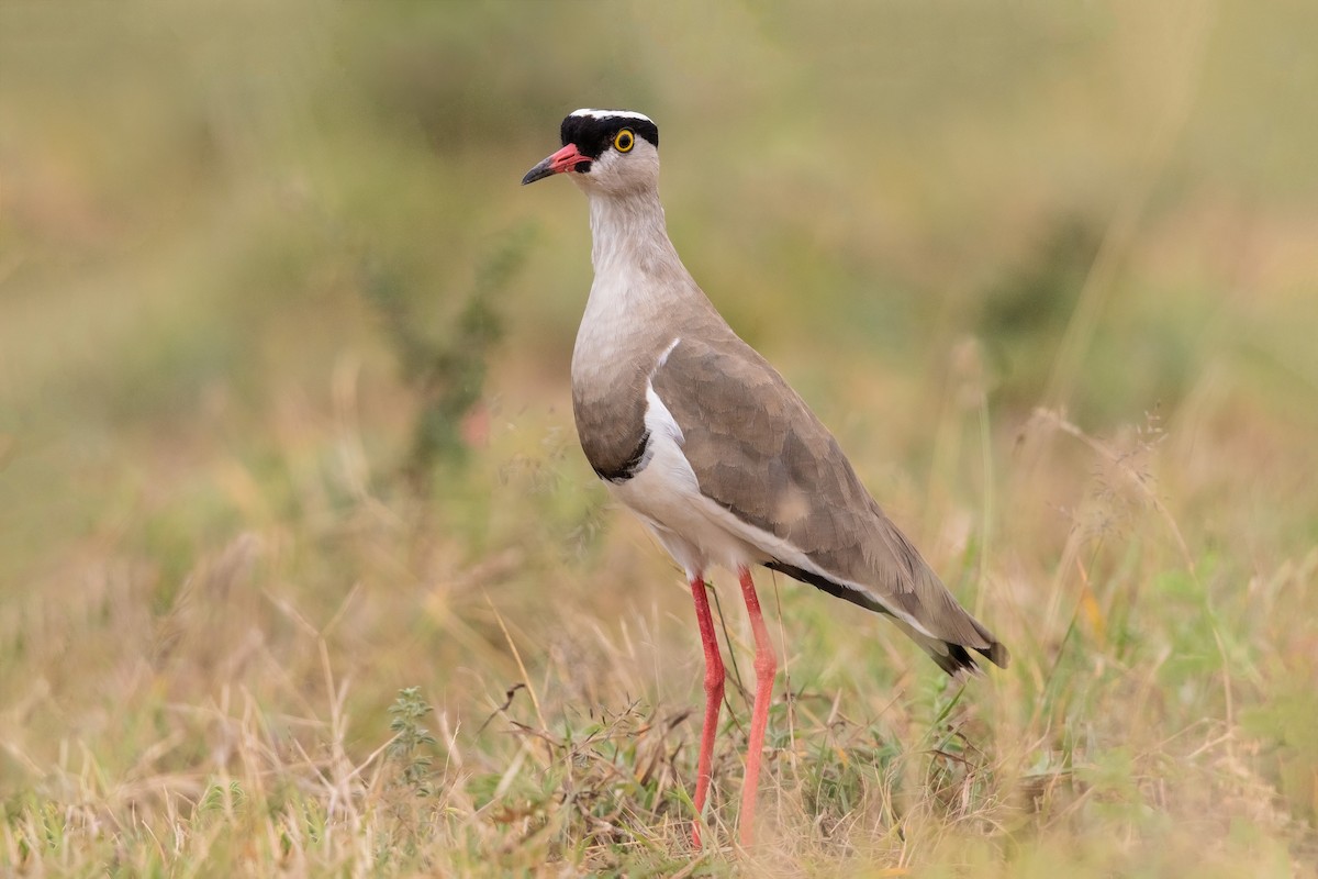 Crowned Lapwing - Stefan Hirsch