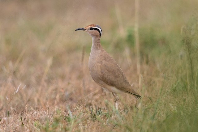 Similar species: Somali Courser (<em class="SciName notranslate">Cursorius somalensis</em>). - Somali Courser - 