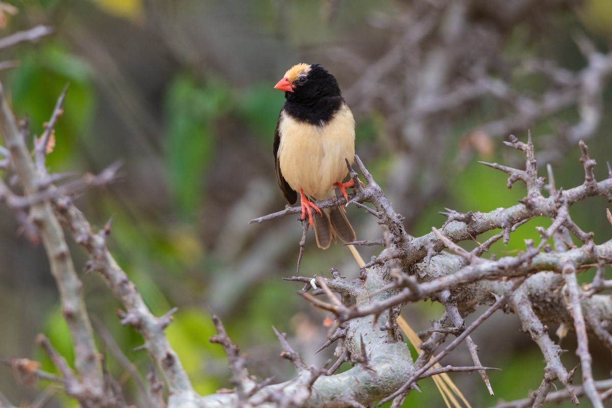 Straw-tailed Whydah - ML216530901
