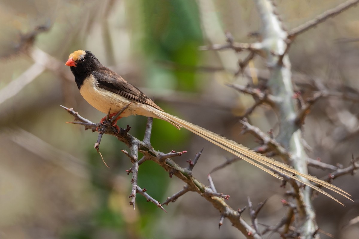 Straw-tailed Whydah - ML216530911