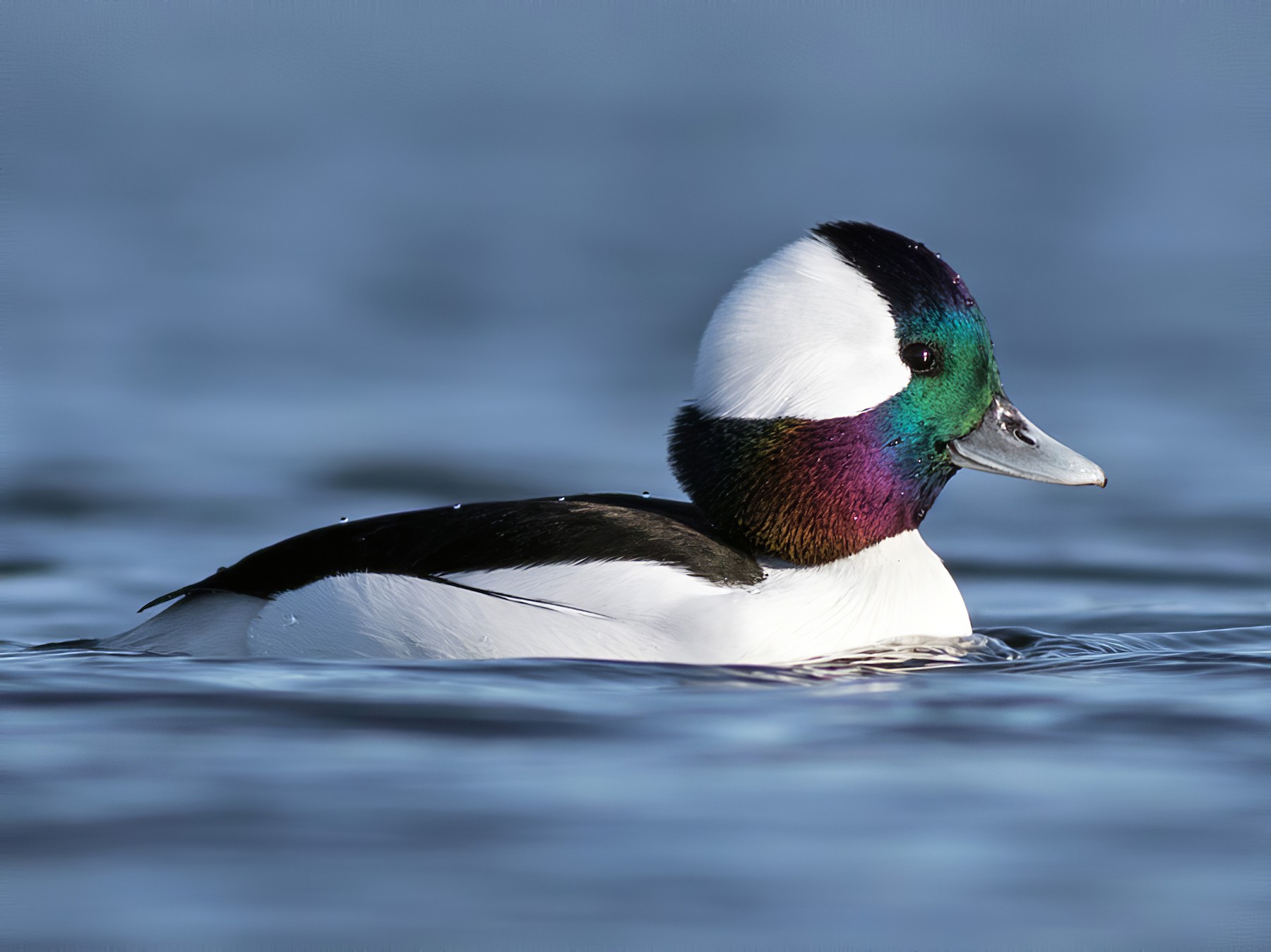 Bufflehead - Liron Gertsman