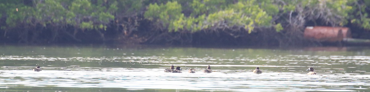 Greater Scaup - ML21653291